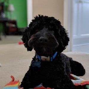 Meet your Posher, Benjamin